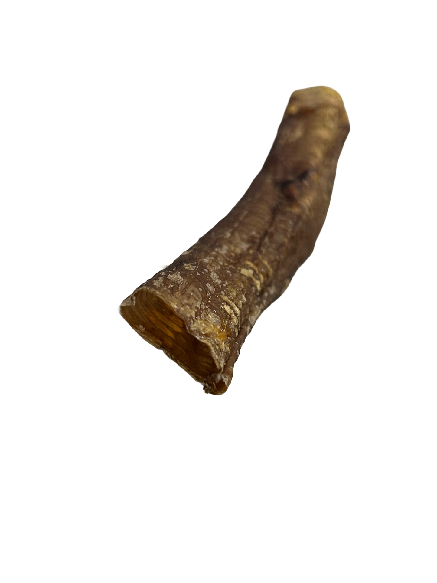 Ostrich Trachea