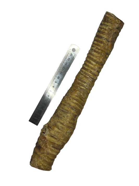 Beef Trachea