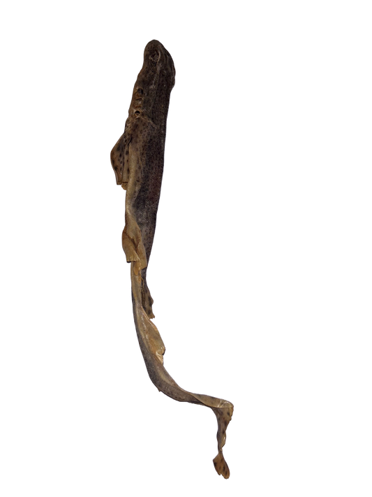 Whole Dried Shark