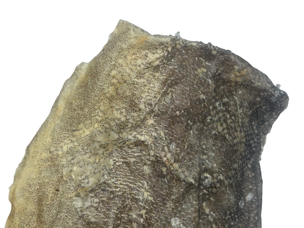Fish Skin Flats