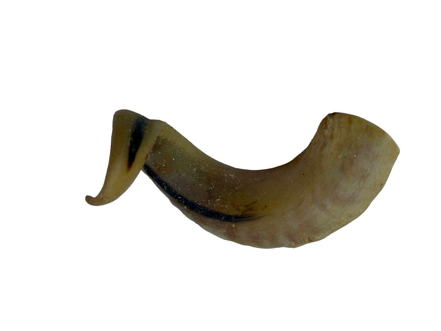 Lamb Horn