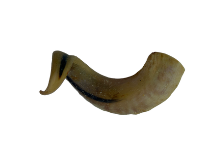Lamb Horn