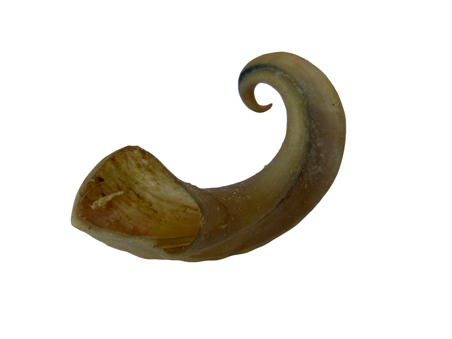 Lamb Horn