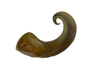Lamb Horn