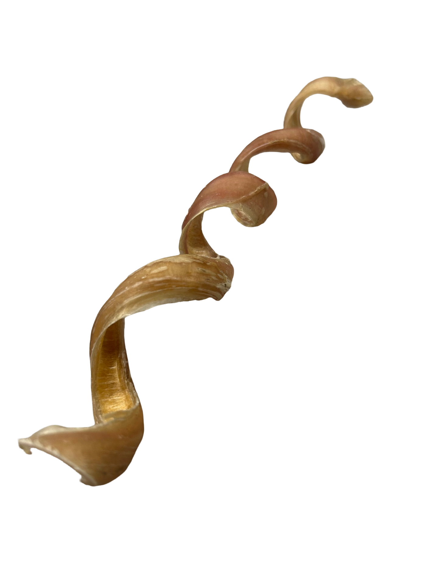 Giant Odourless Spiral Pizzle
