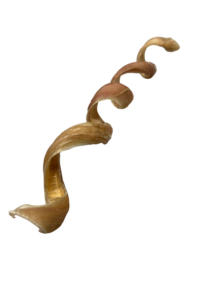 Giant Odourless Spiral Pizzle