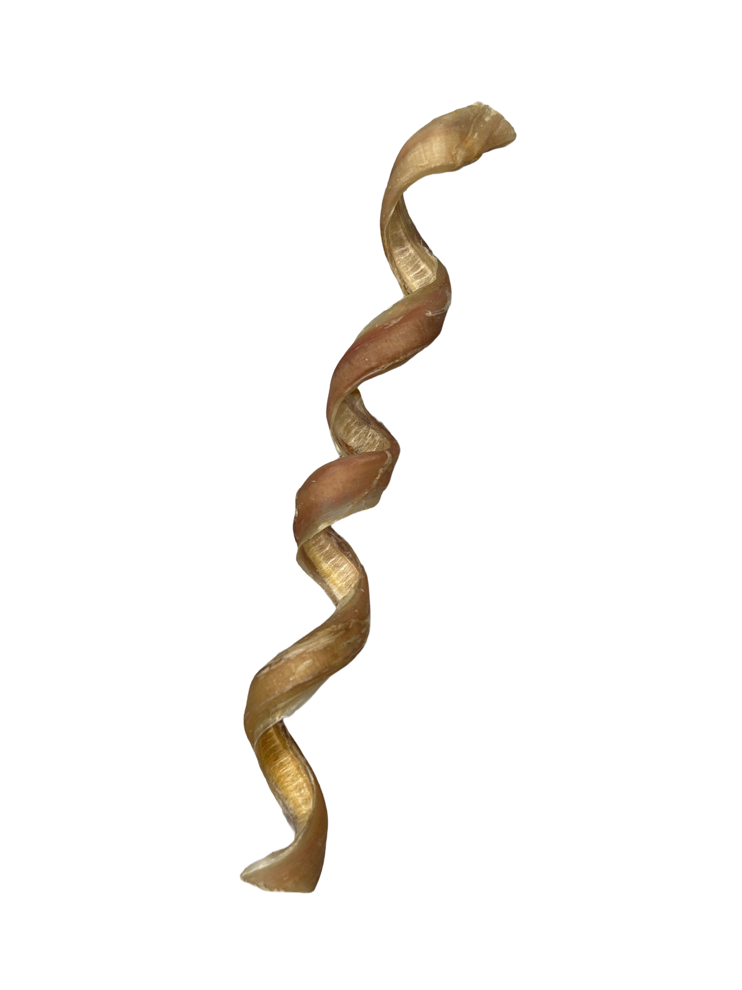 Giant Odourless Spiral Pizzle
