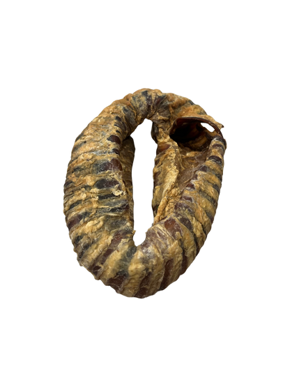 Trachea Ring