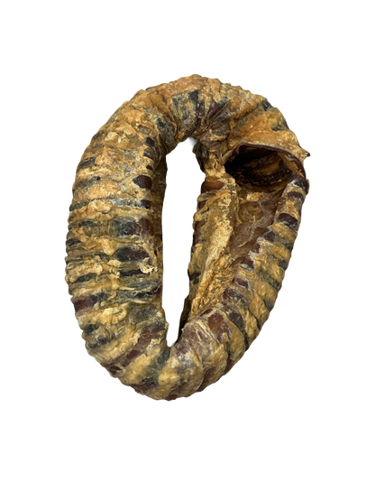 Trachea Ring