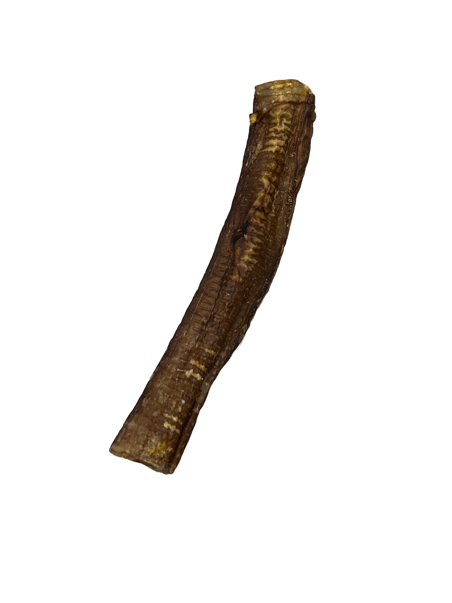 Ostrich Trachea