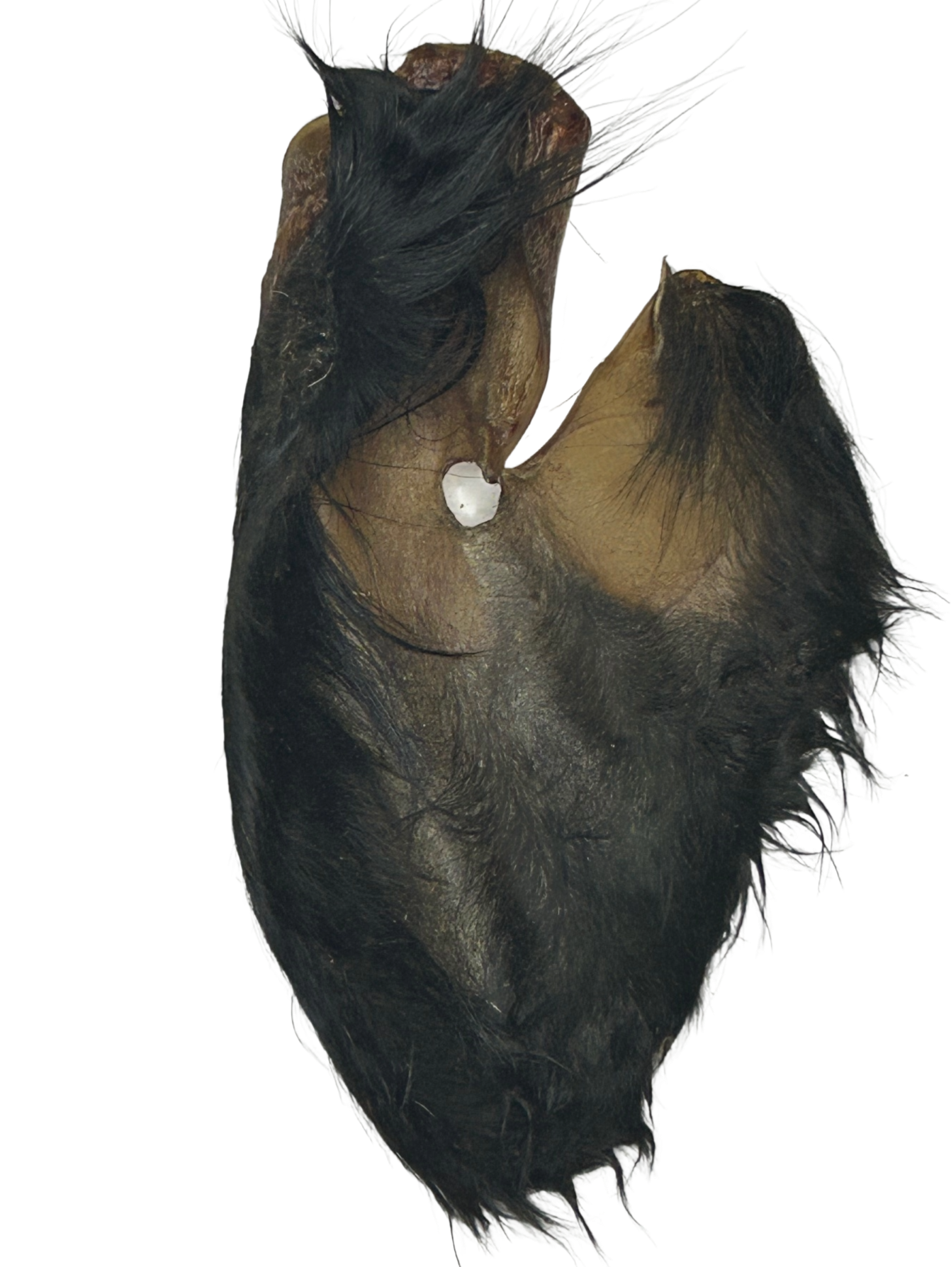 Hairy Cow Ears